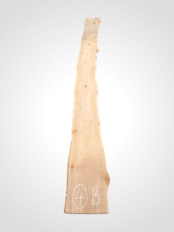 Třešeň evropská 32 mm - 4