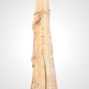 Třešeň evropská 32 mm - 5
