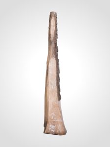 Ořech černý 30/32 mm - 113