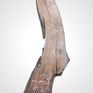 Ořech vlašský 35 mm - 137