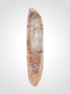 Ořech vlašský 50/52 mm - 21