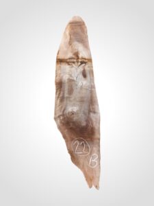 Ořech vlašský 50/52 mm - 22