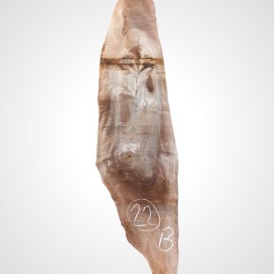 Ořech vlašský 50/52 mm - 22