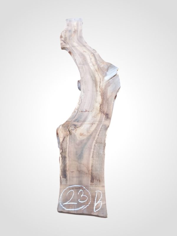 Ořech vlašský 50/52 mm - 23