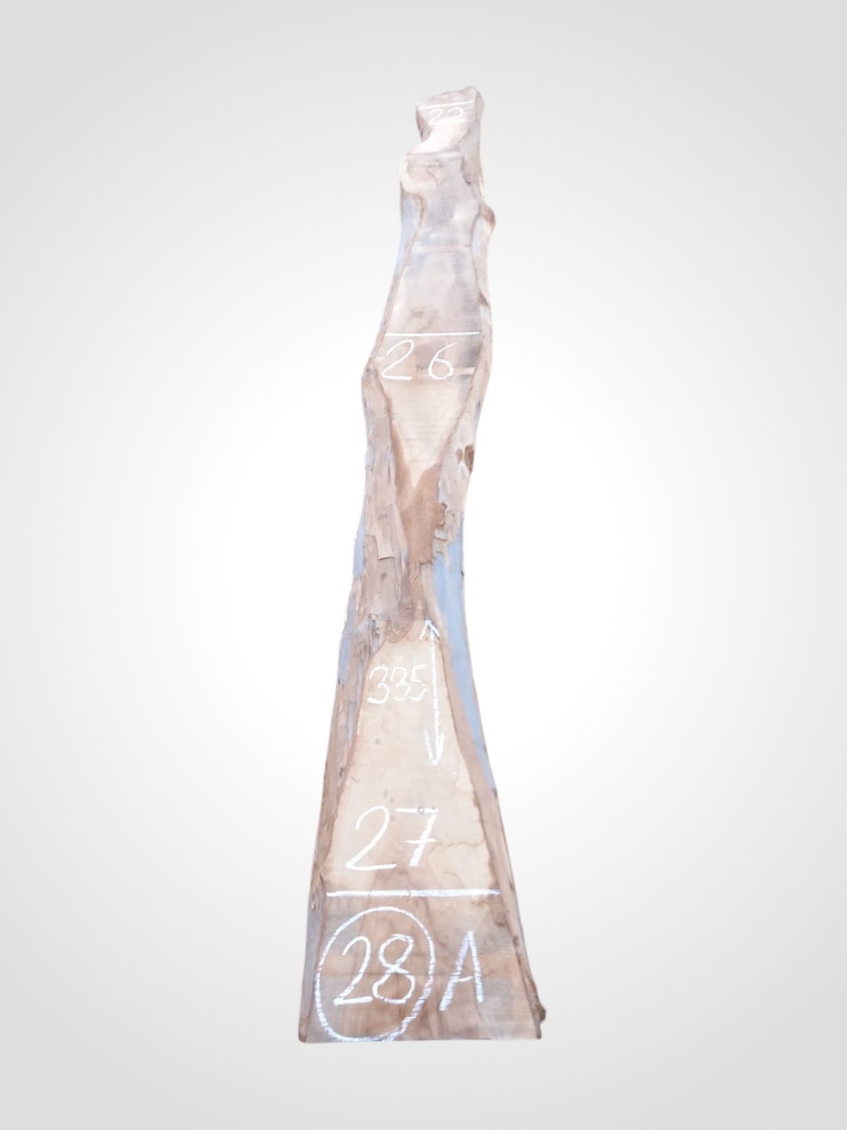 Ořech vlašský 50/52 mm - 28