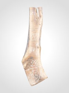 Ořech vlašský 65 mm - 35