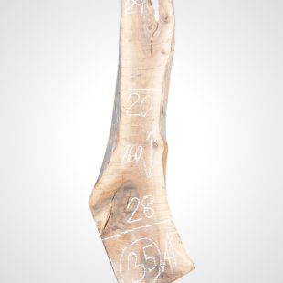 Ořech vlašský 65 mm - 35
