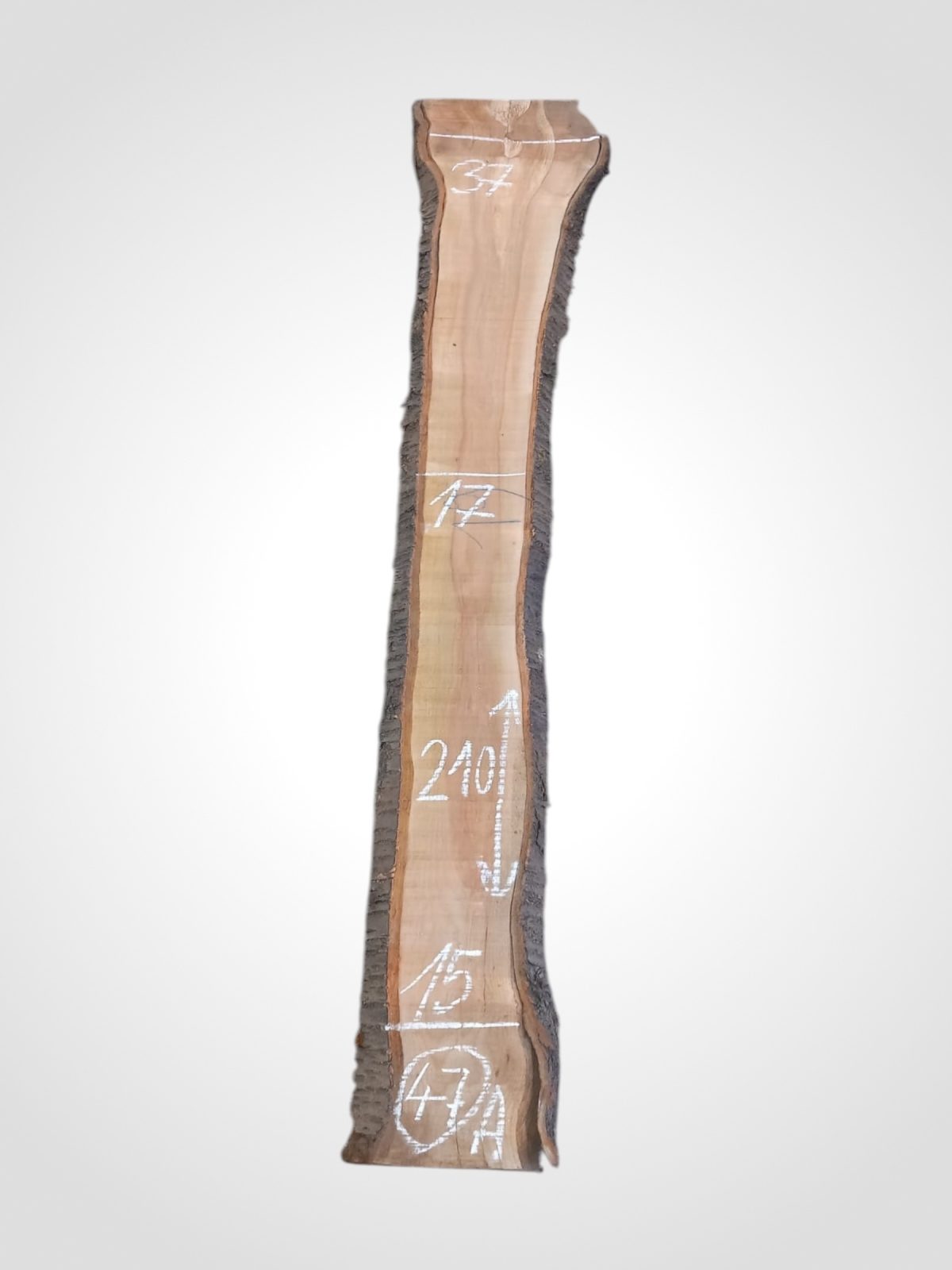 Třešeň evropská 30/32 mm - 47