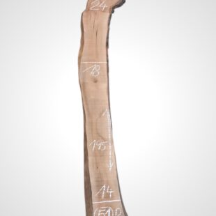 Třešeň evropská 30/32 mm - 51