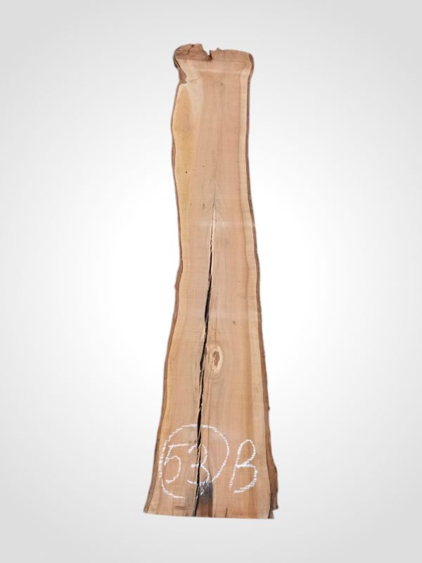 Třešeň evropská 30/32 mm - 53