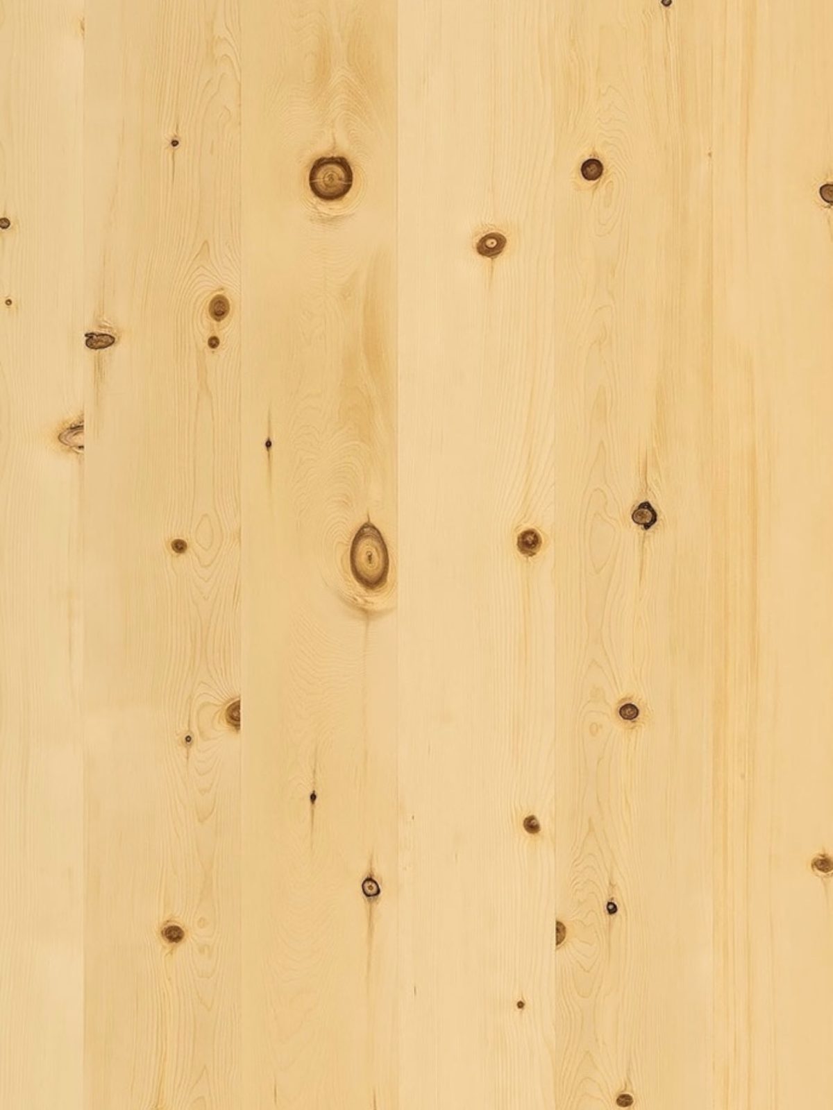 Zirbe - detail