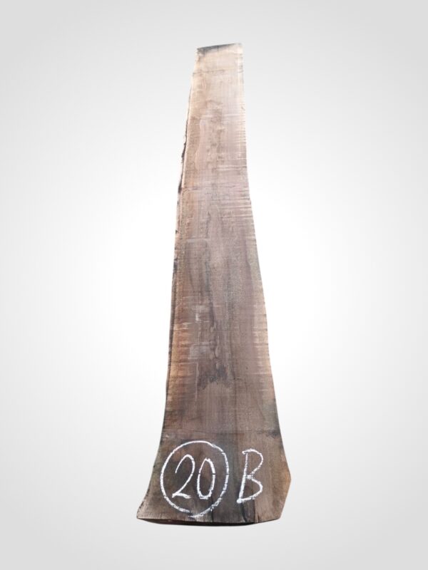 Ořech americký 80/82 mm - 20