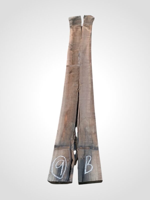 Ořech americký 80/82 mm - 9