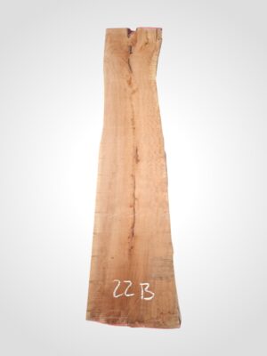 Hruška pařená 33 mm - 22