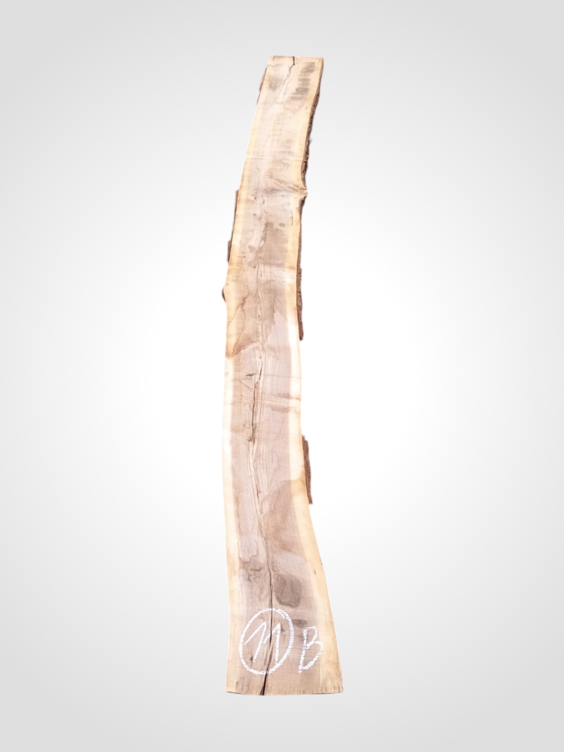 Ořech černý 50/52 mm - 11