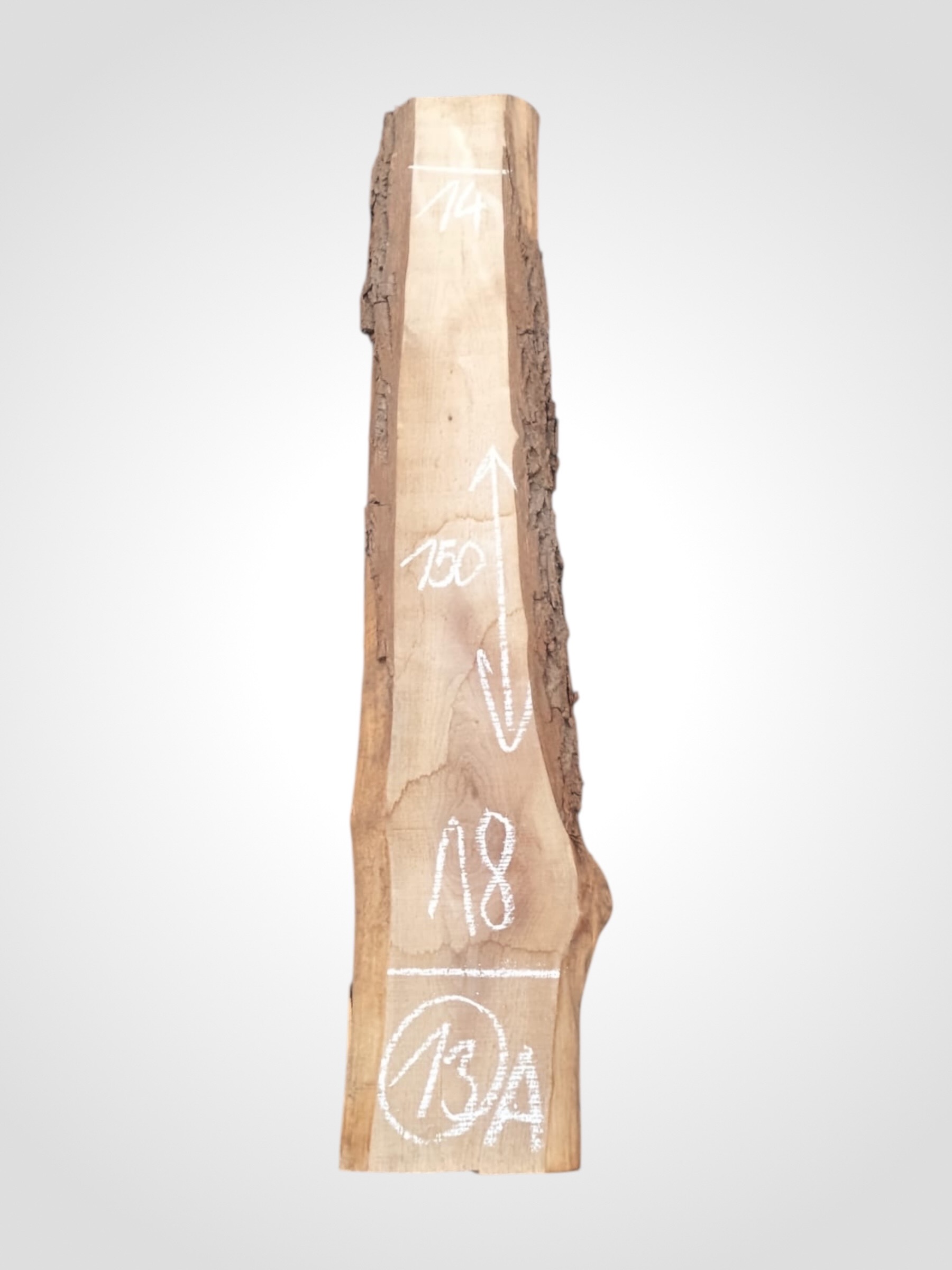 Ořech černý 50/52 mm - 13