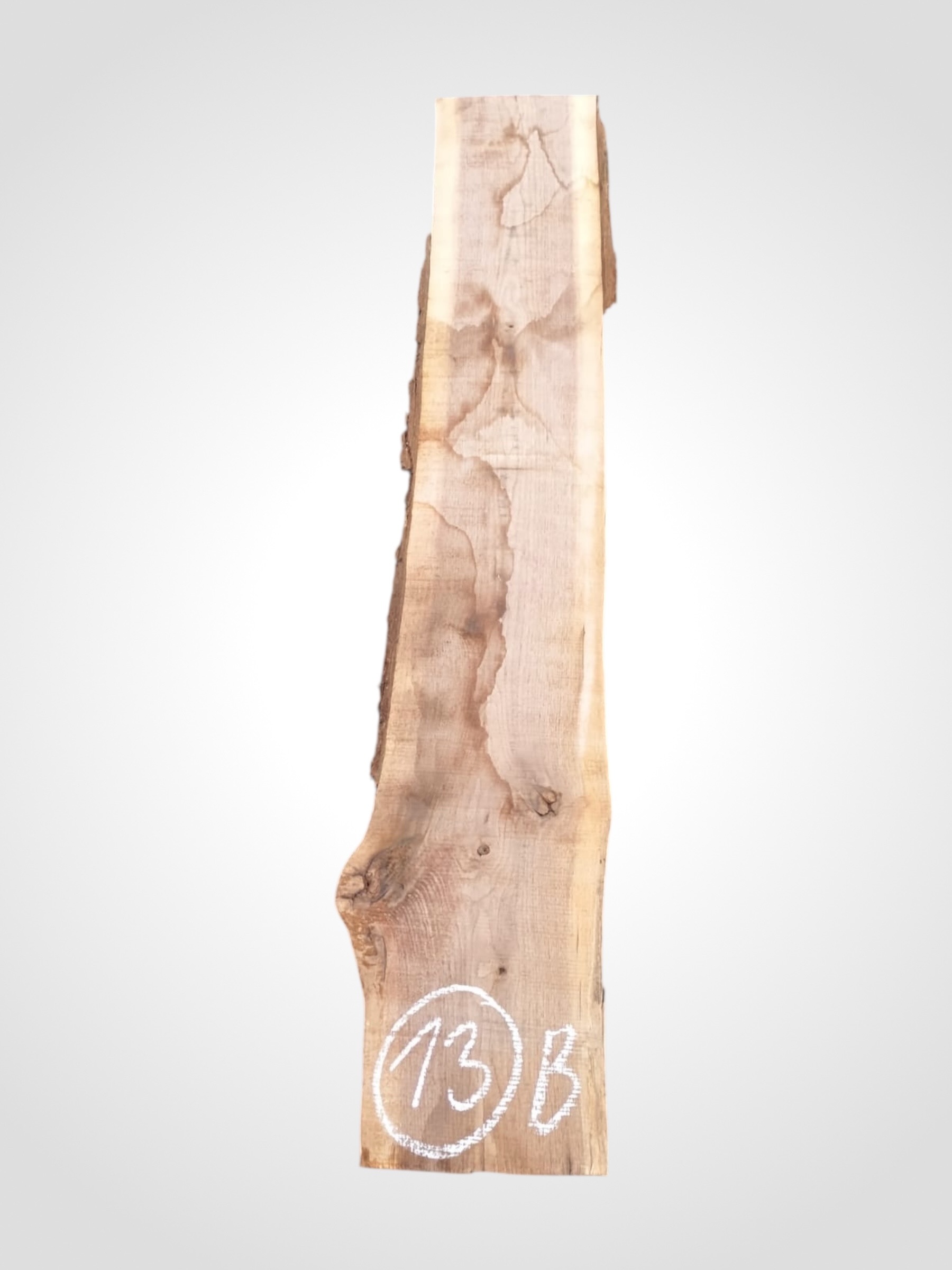 Ořech černý 50/52 mm - 13