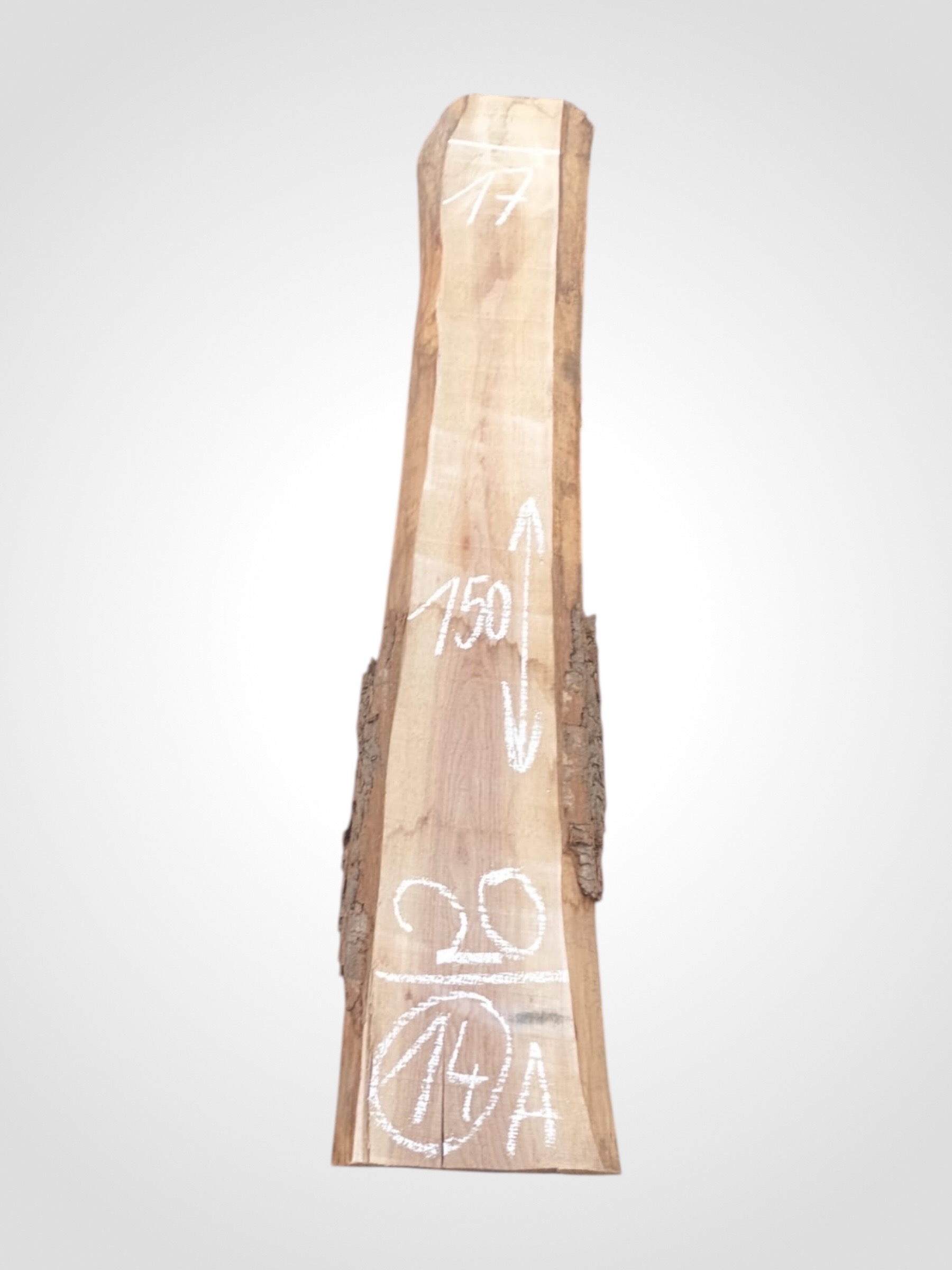 Ořech černý 50/52 mm - 14