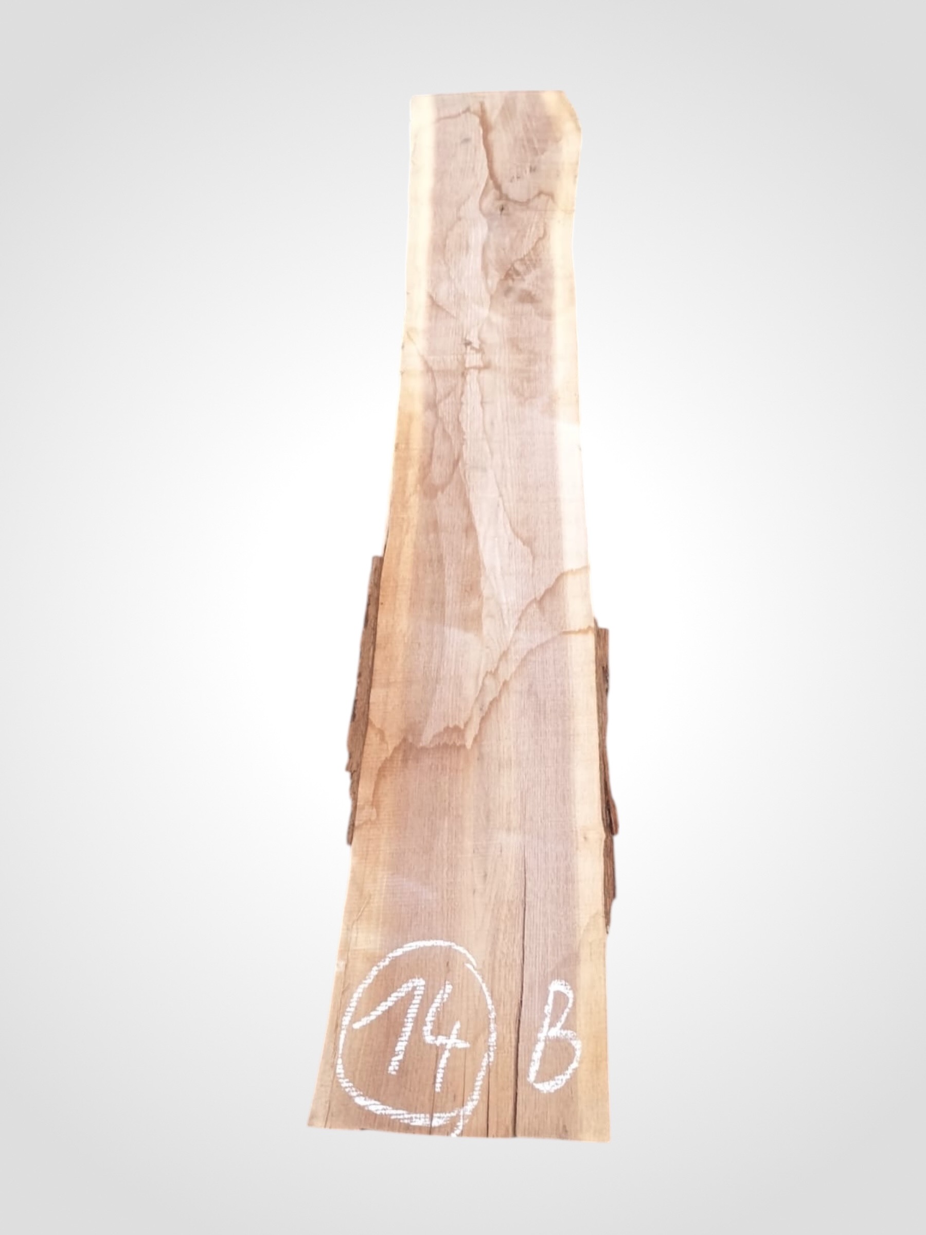 Ořech černý 50/52 mm - 14