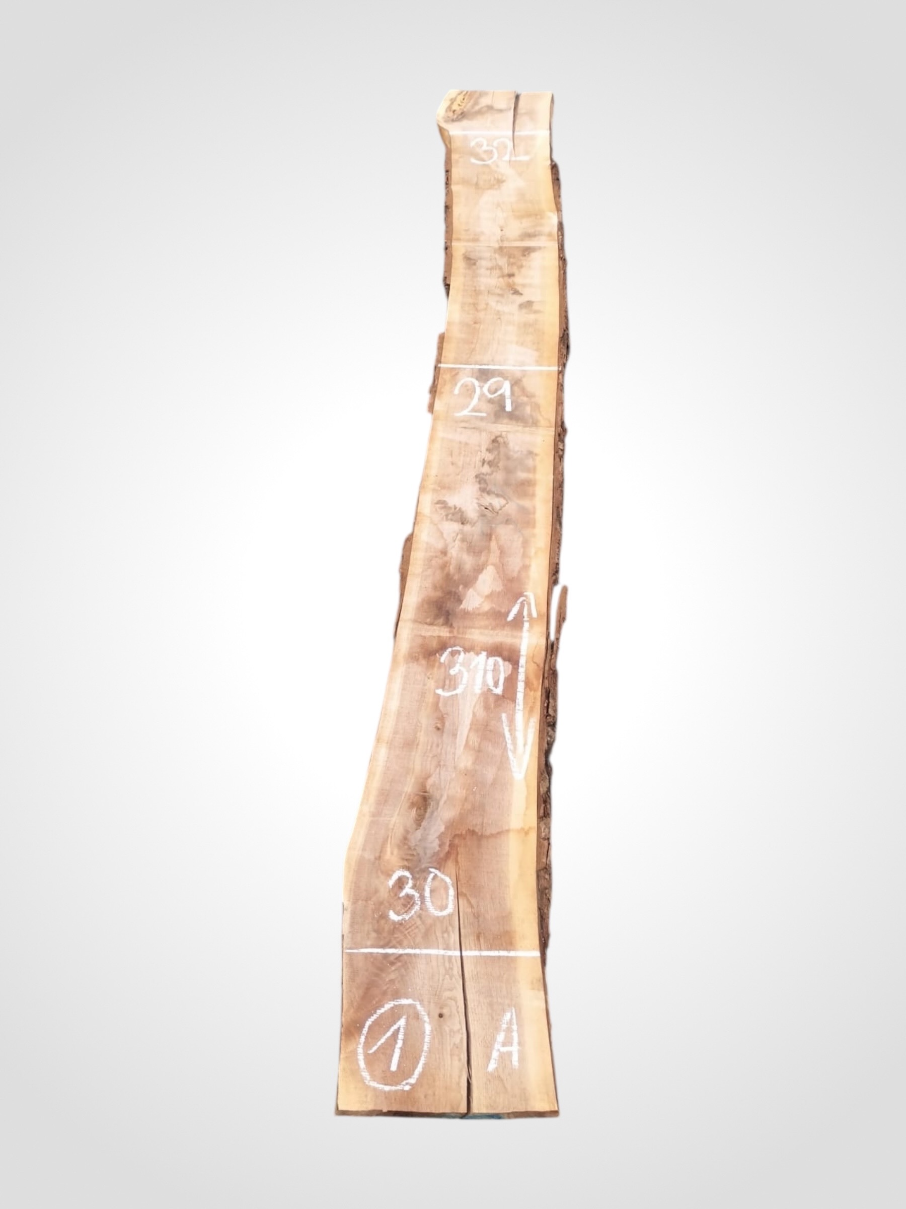 Ořech černý 50/52 mm - 1