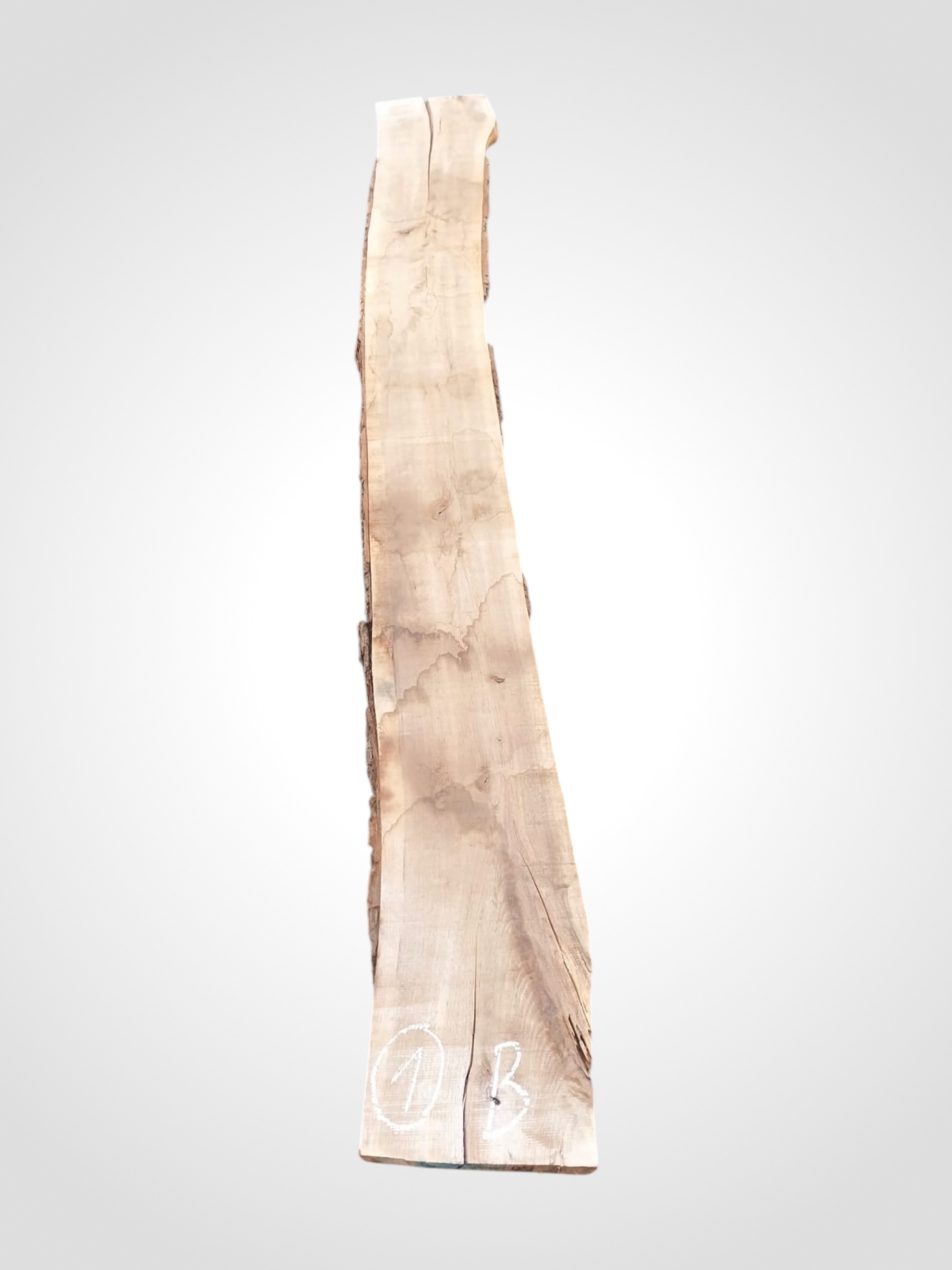 Ořech černý 50/52 mm - 1