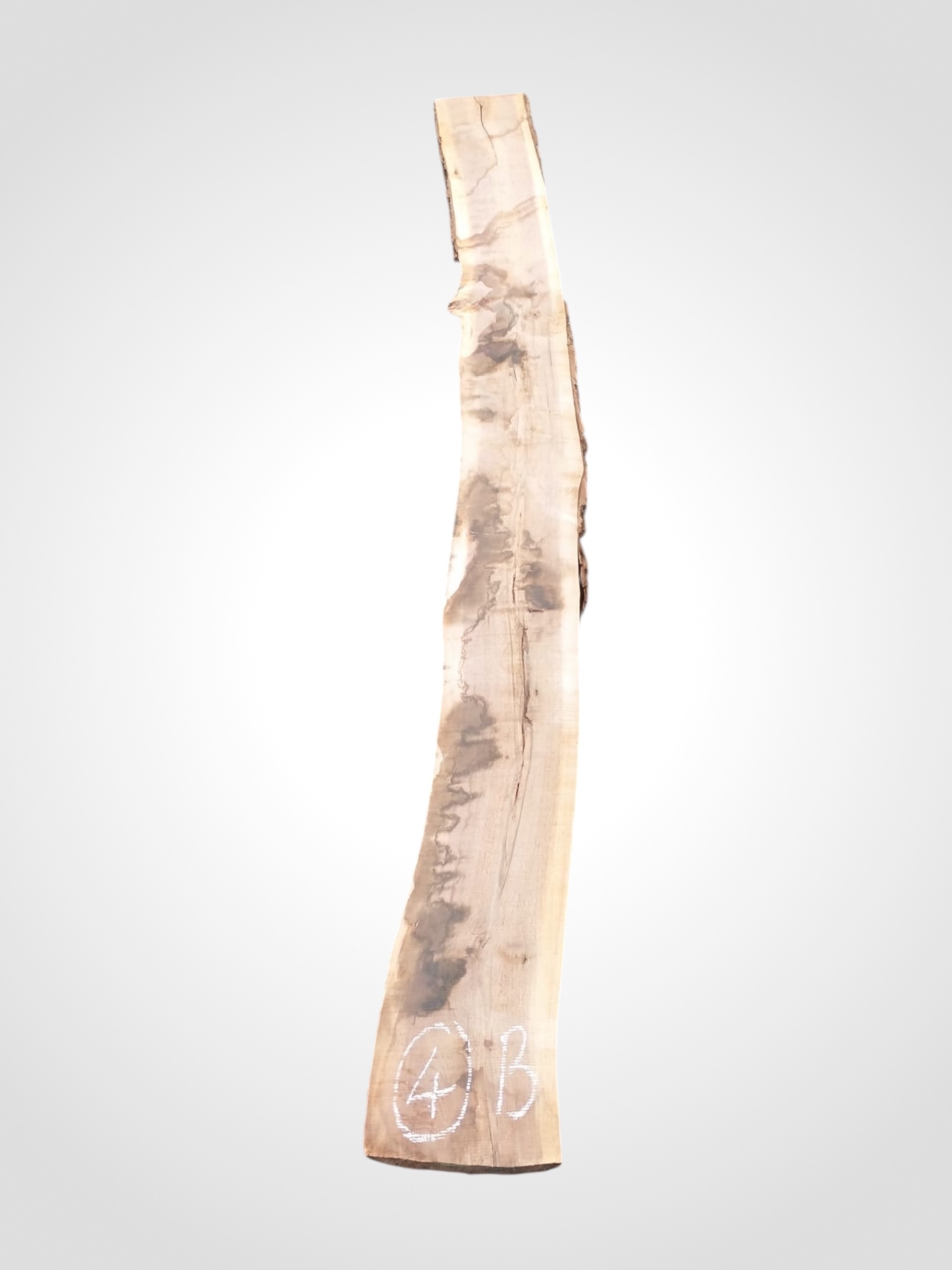 Ořech černý 50/52 mm - 4