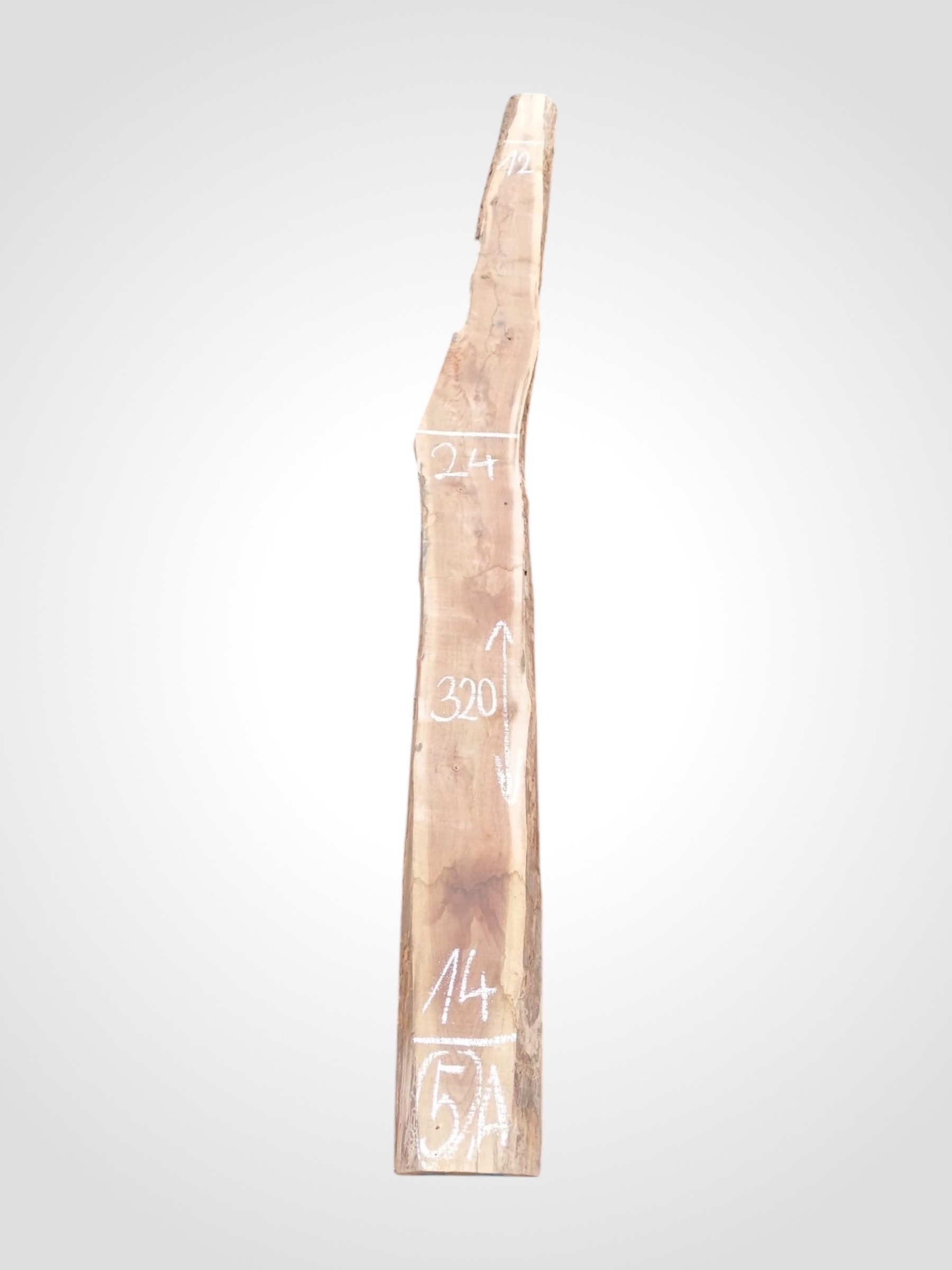 Ořech černý 50/52 mm - 5