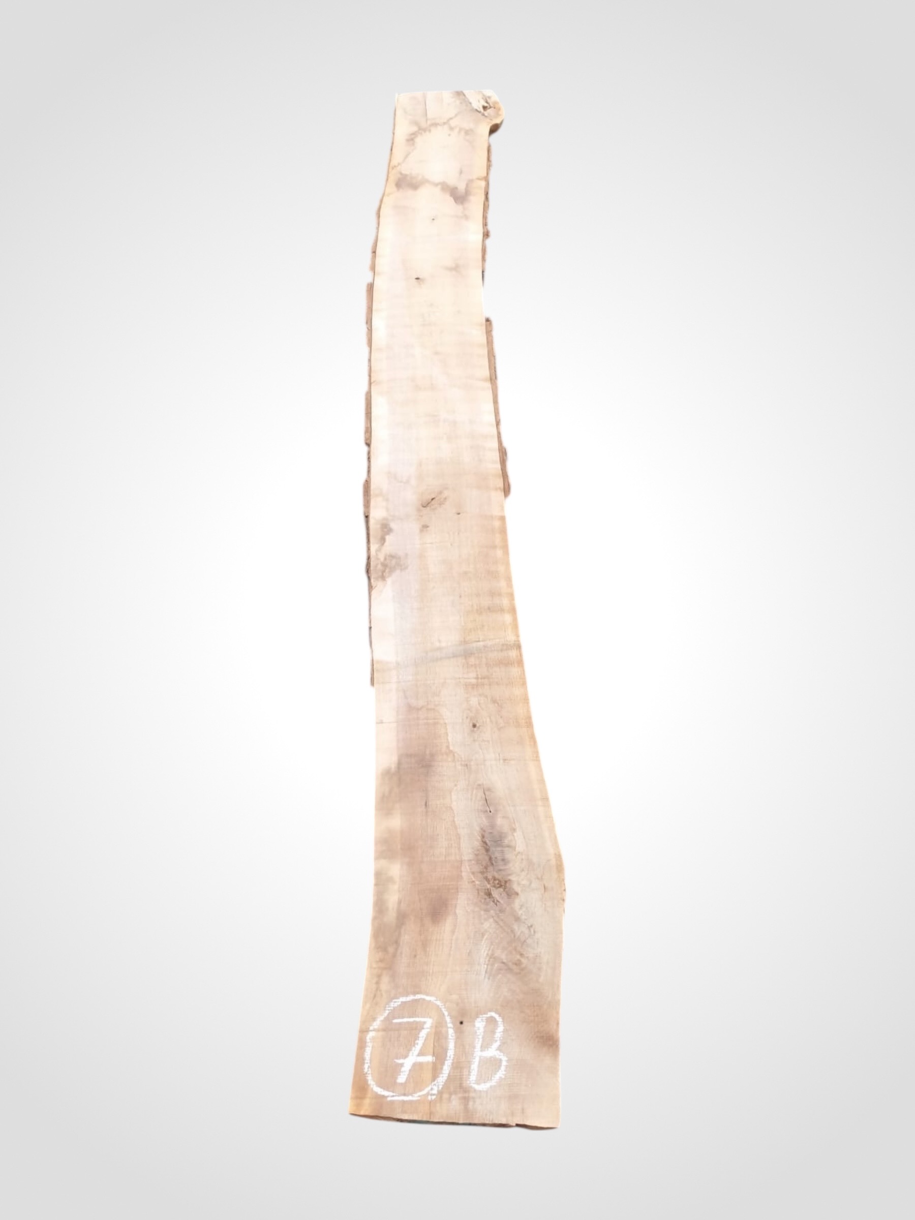 Ořech černý 50/52 mm - 7