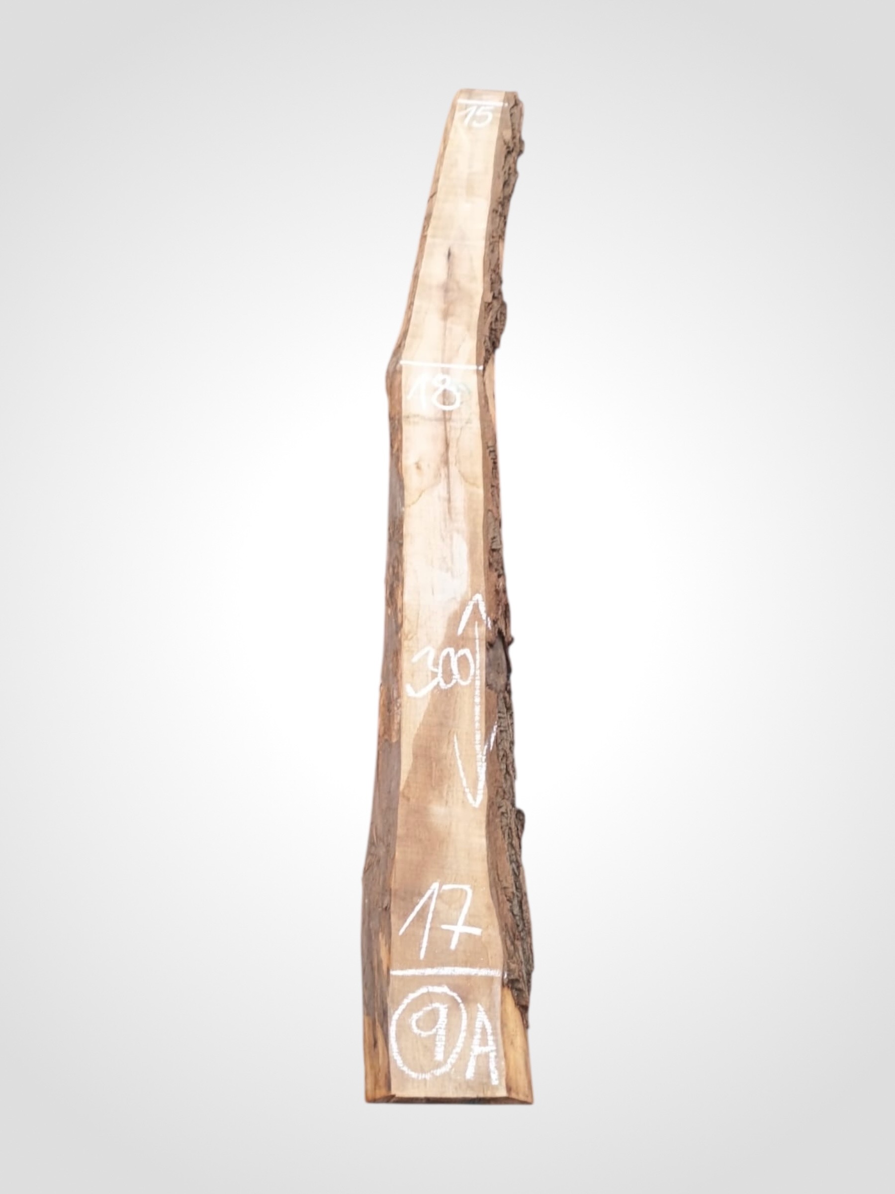 Ořech černý 50/52 mm - 9