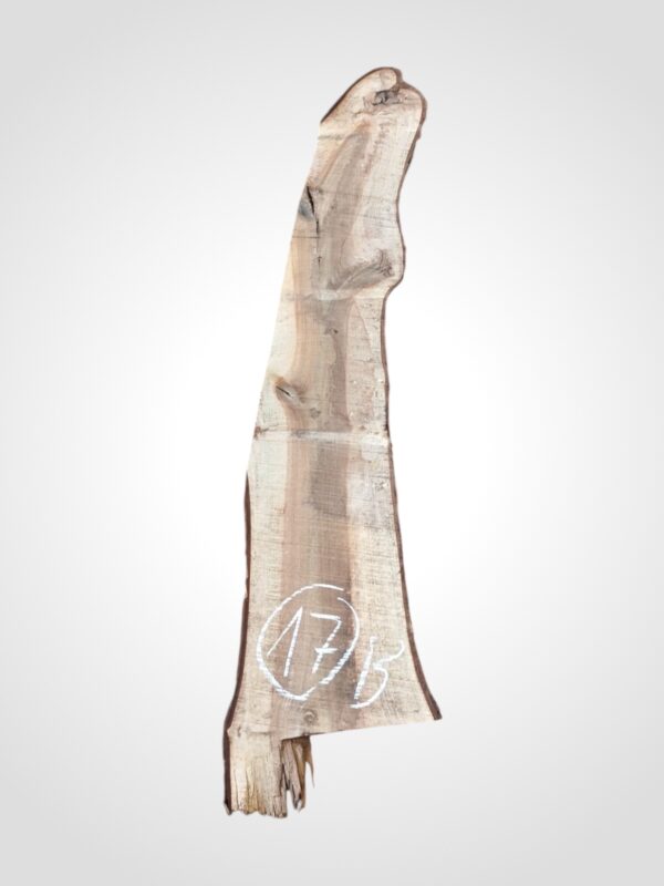 Ořech vlašský 30/32 mm - 17