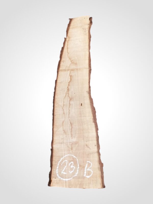 Ořech vlašský 30/32 mm - 23