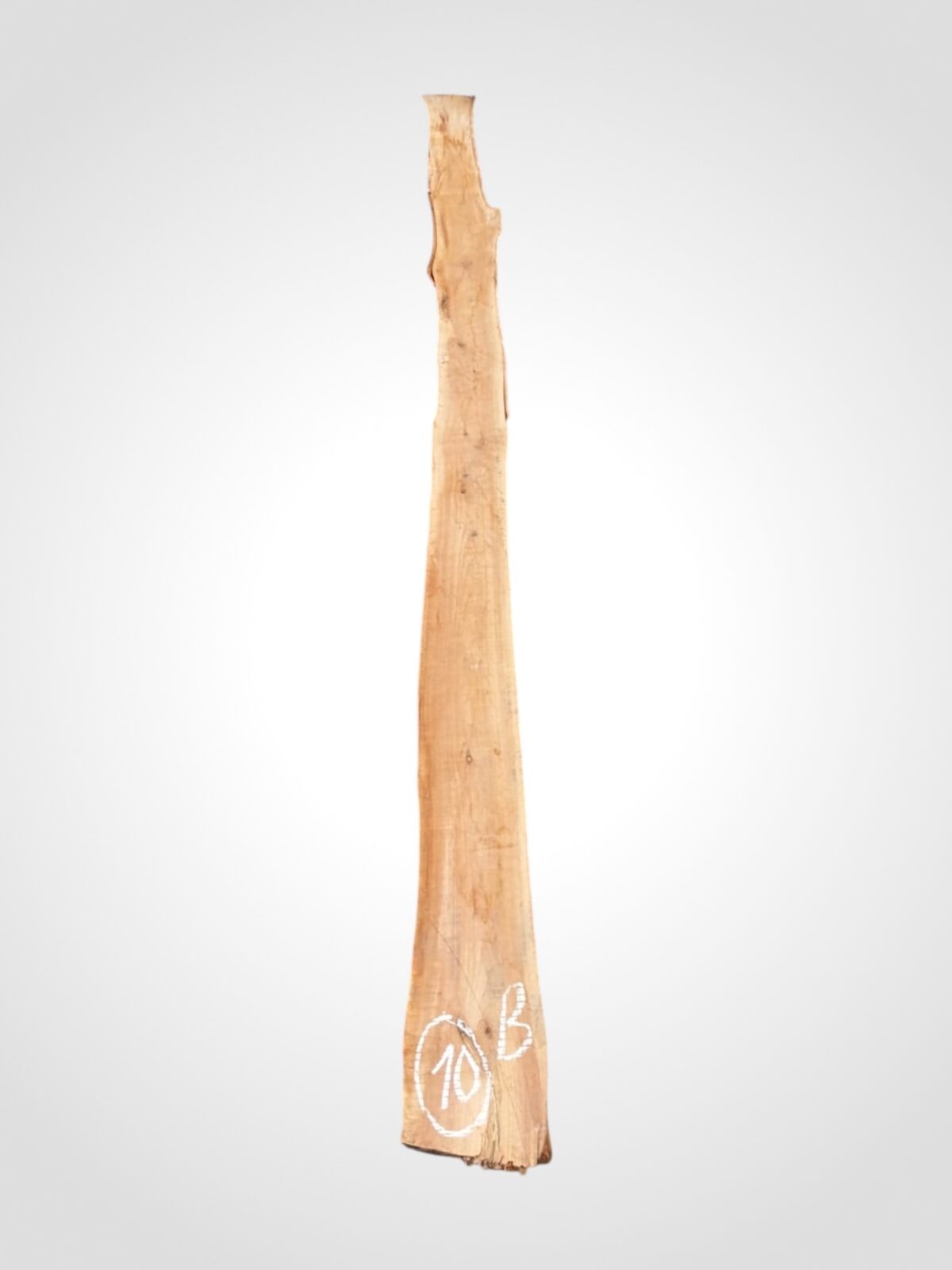 Třešeň evropská 20 mm - 10