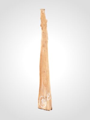 Třešeň evropská 20 mm - 10