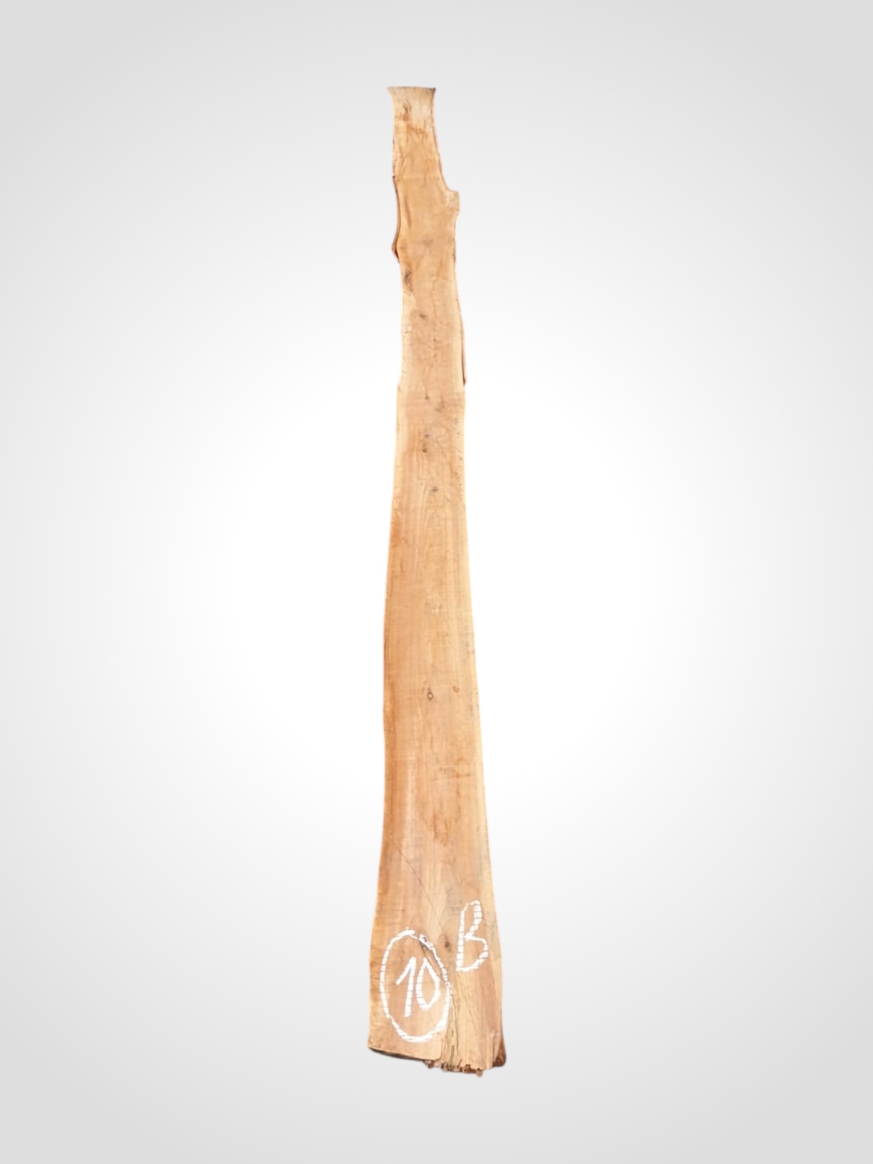 Třešeň evropská 20 mm - 10