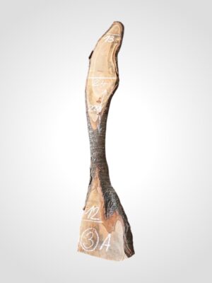 Třešeň evropská 20 mm - 3