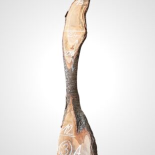 Třešeň evropská 20 mm - 3