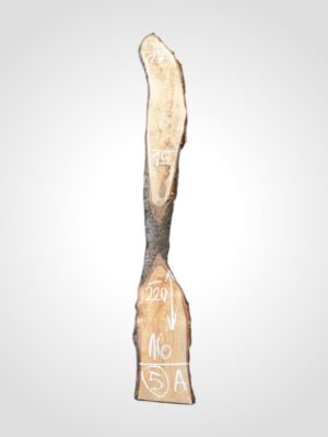 Třešeň evropská 20 mm - 5