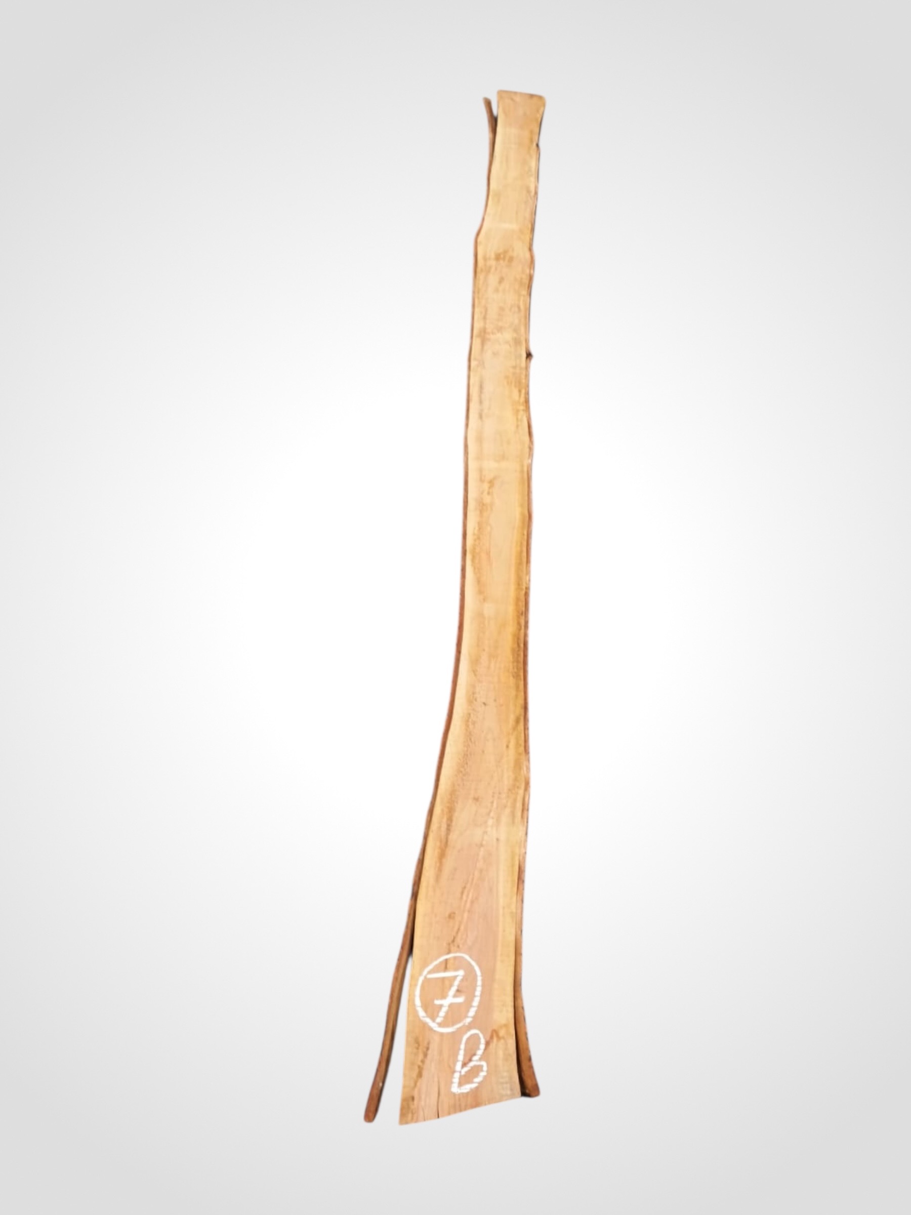 Třešeň evropská 20 mm - 7