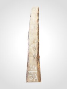 Javor rýglový 65 mm - 5