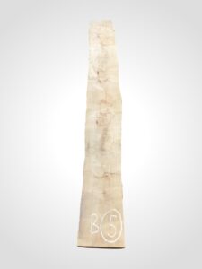 Javor rýglový 65 mm - 5