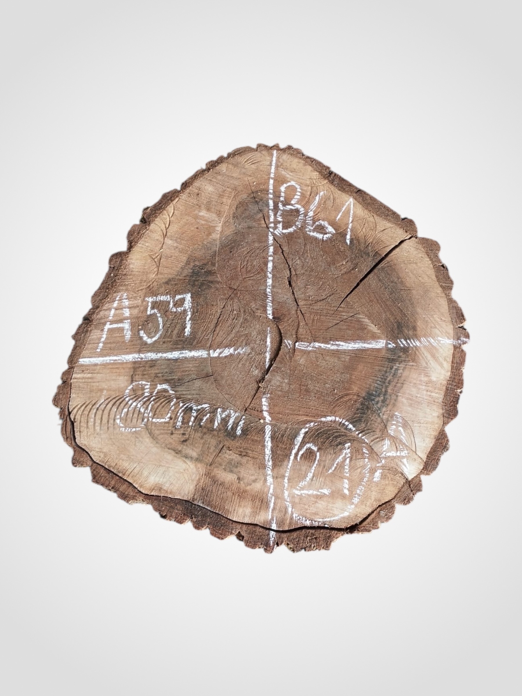 Orech-vlassky-kolac-21a Ořech vlašský koláč - 21