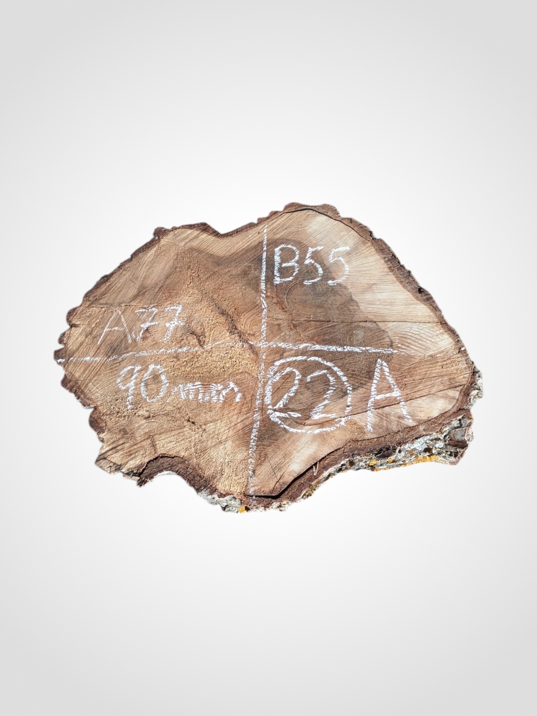 Orech-vlassky-kolac-22a Ořech vlašský koláč - 22