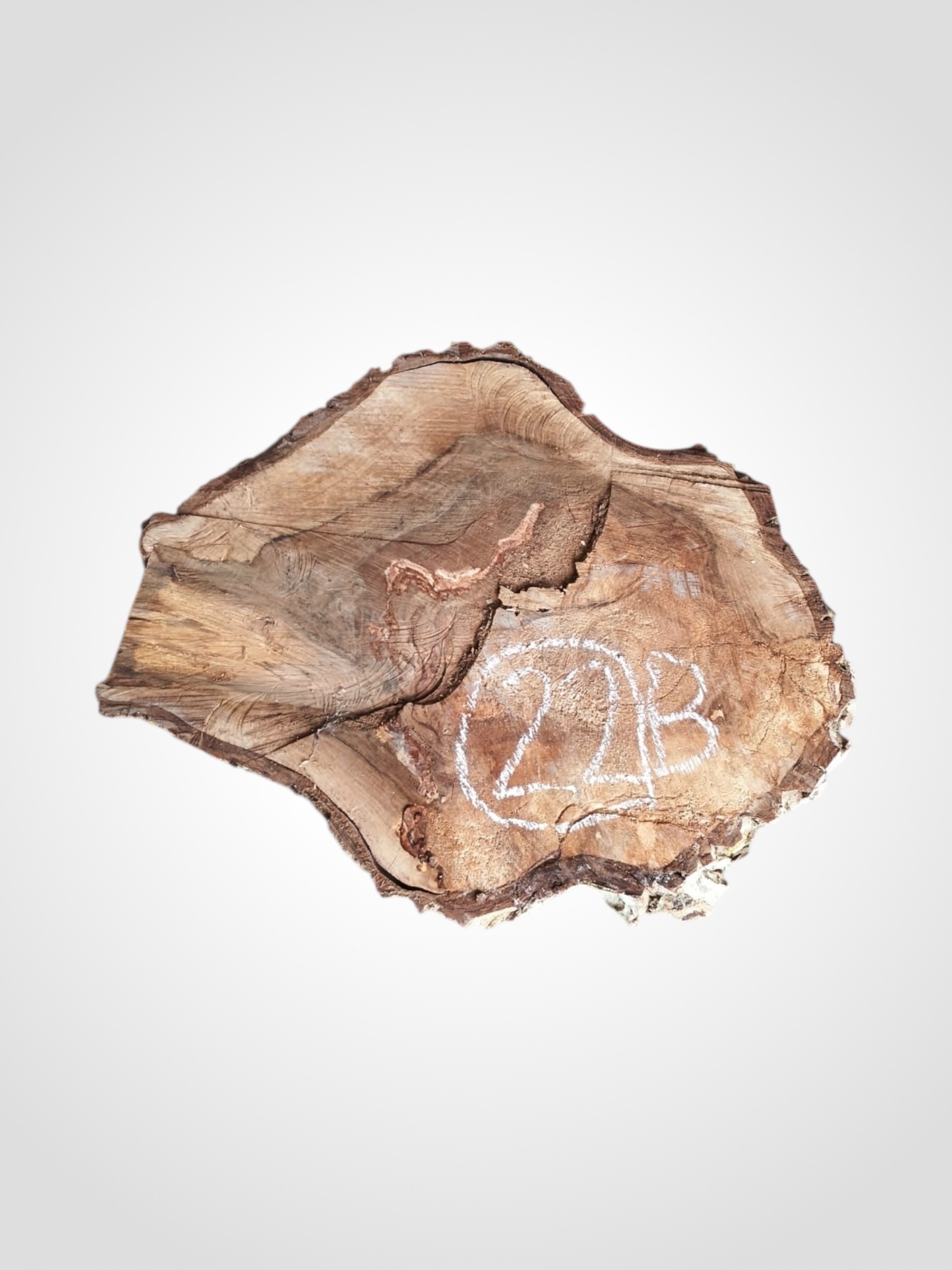 Orech-vlassky-kolac-22b Ořech vlašský koláč - 22