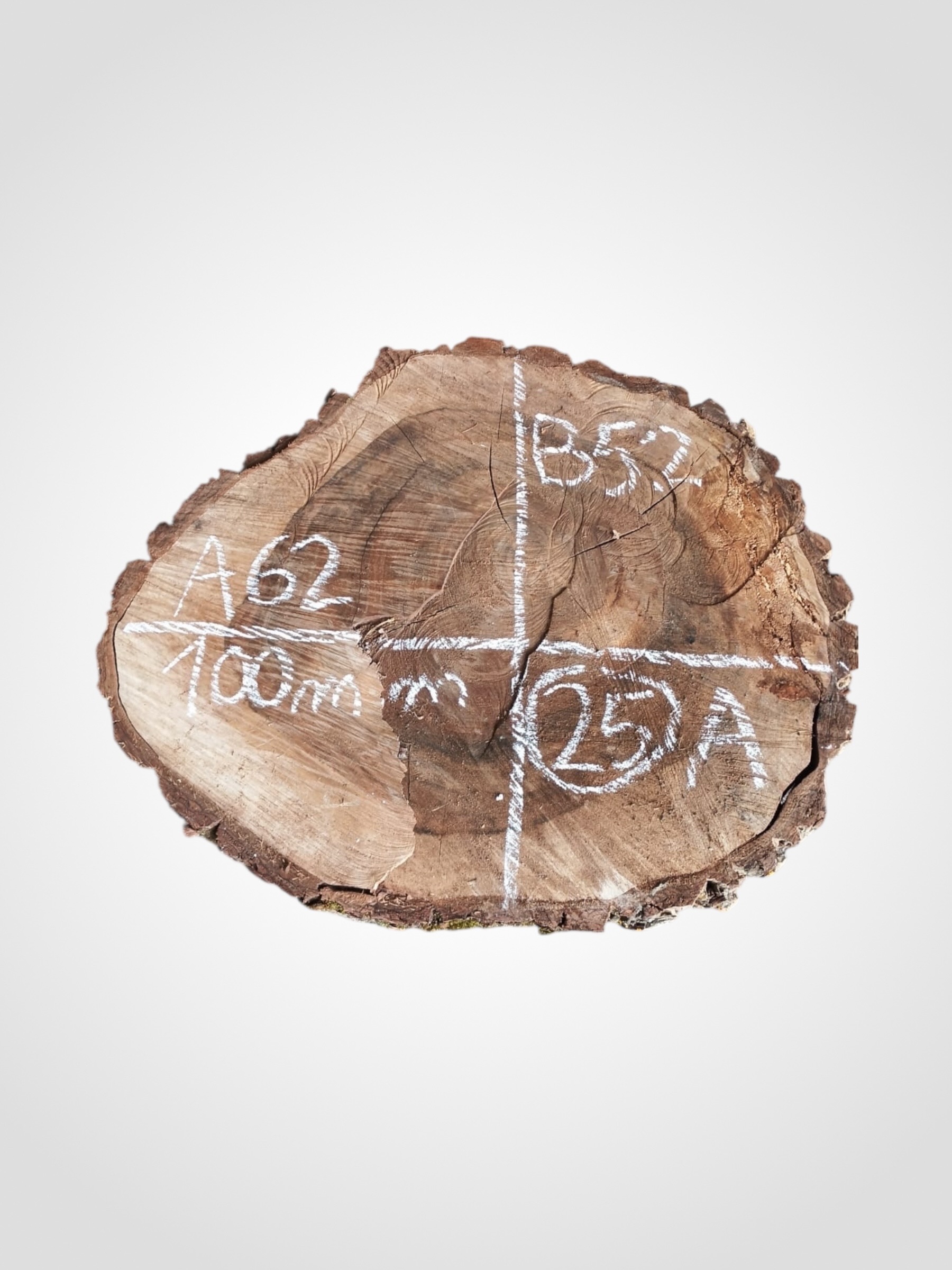 Orech-vlassky-kolac-25a Ořech vlašský koláč - 25