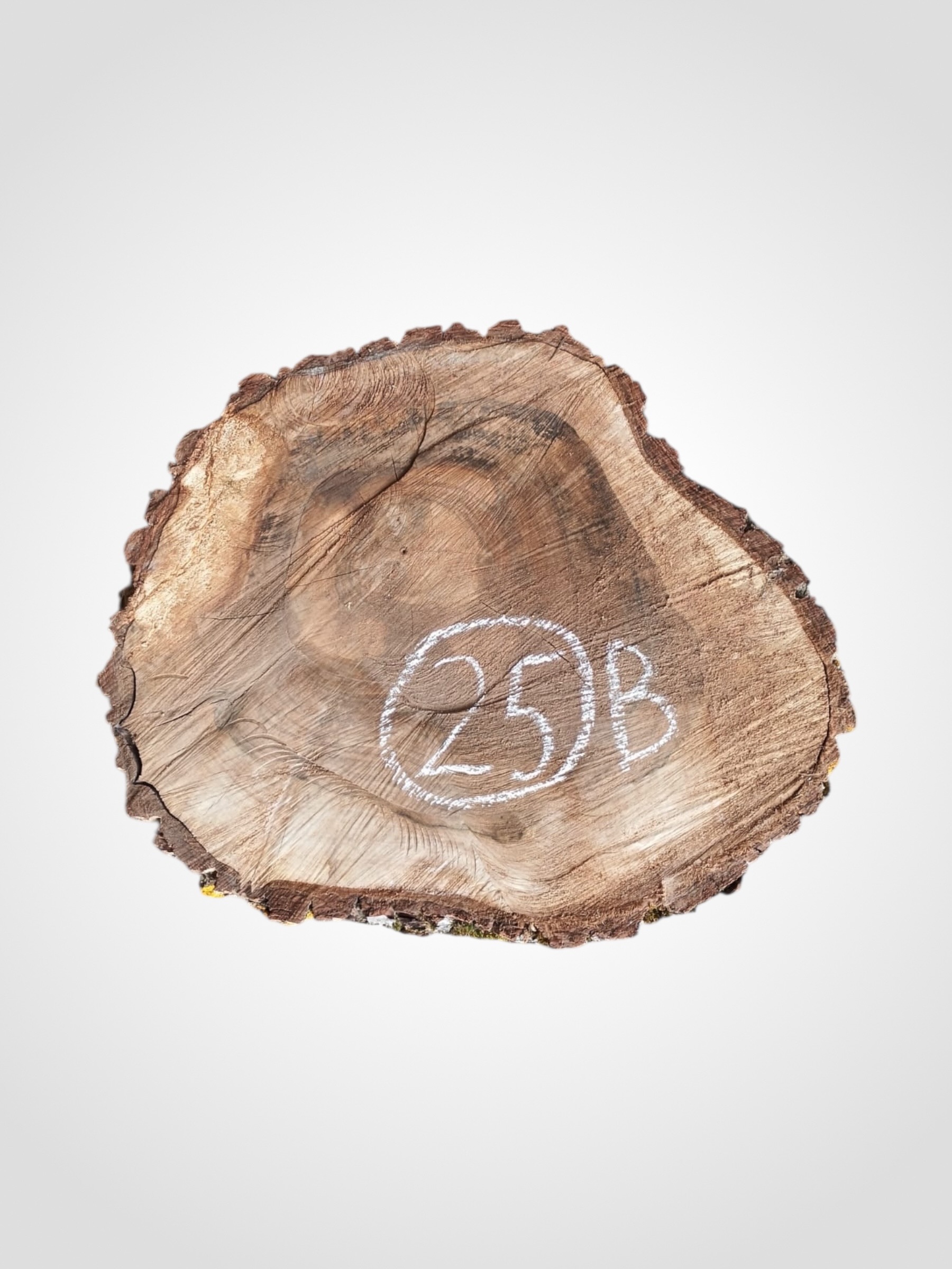 Orech-vlassky-kolac-25b Ořech vlašský koláč - 25