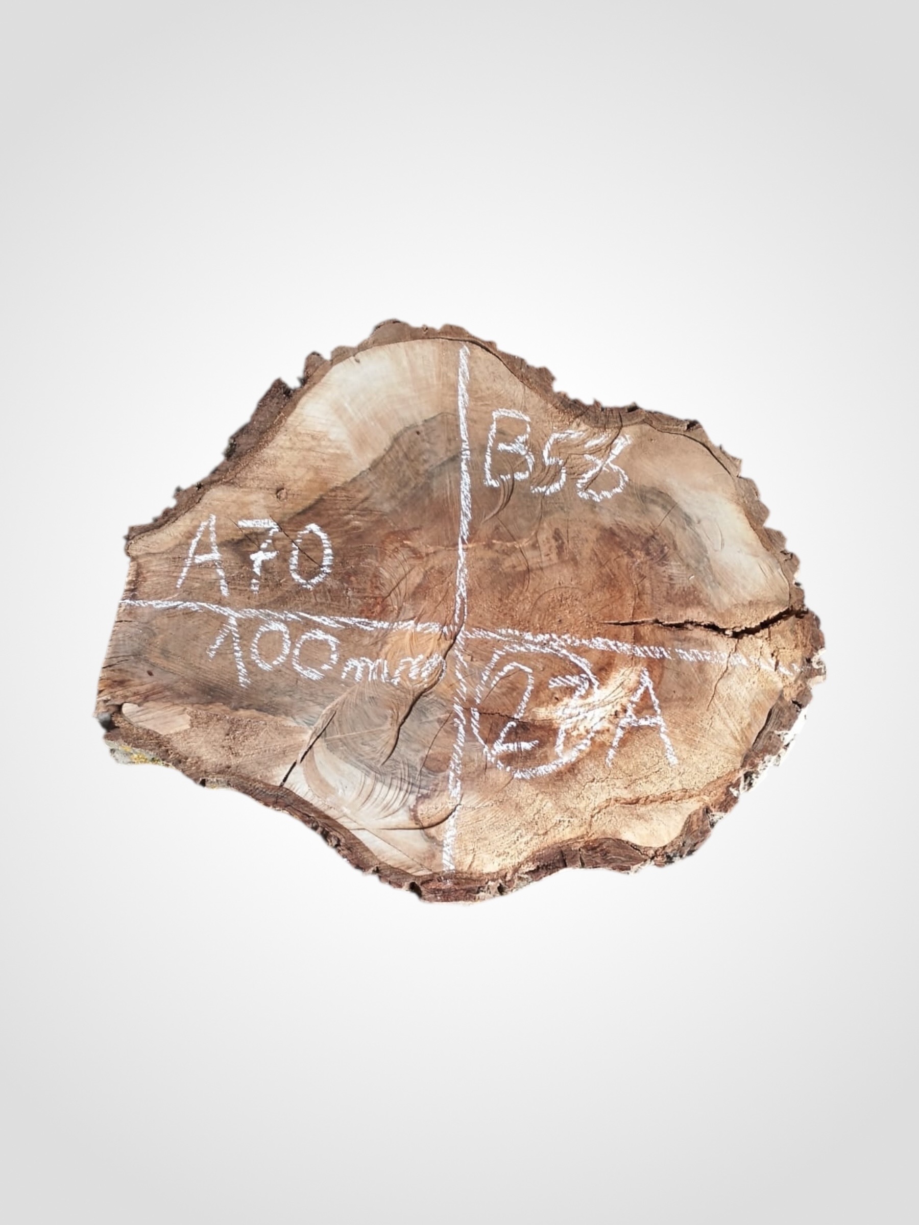 Orech-vlassky-kolac-27a Ořech vlašský koláč - 27