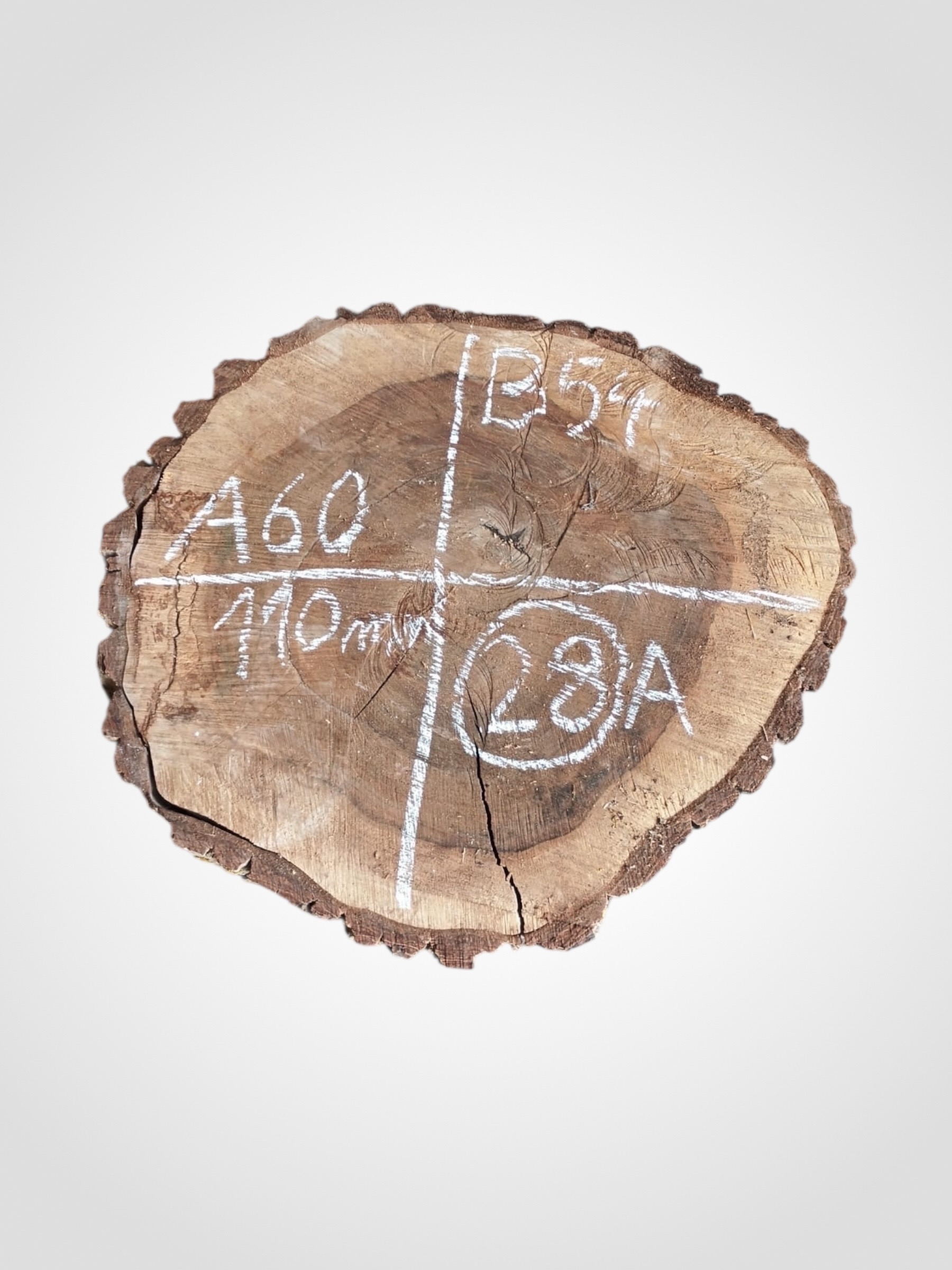 Orech-vlassky-kolac-28a Ořech vlašský koláč - 28