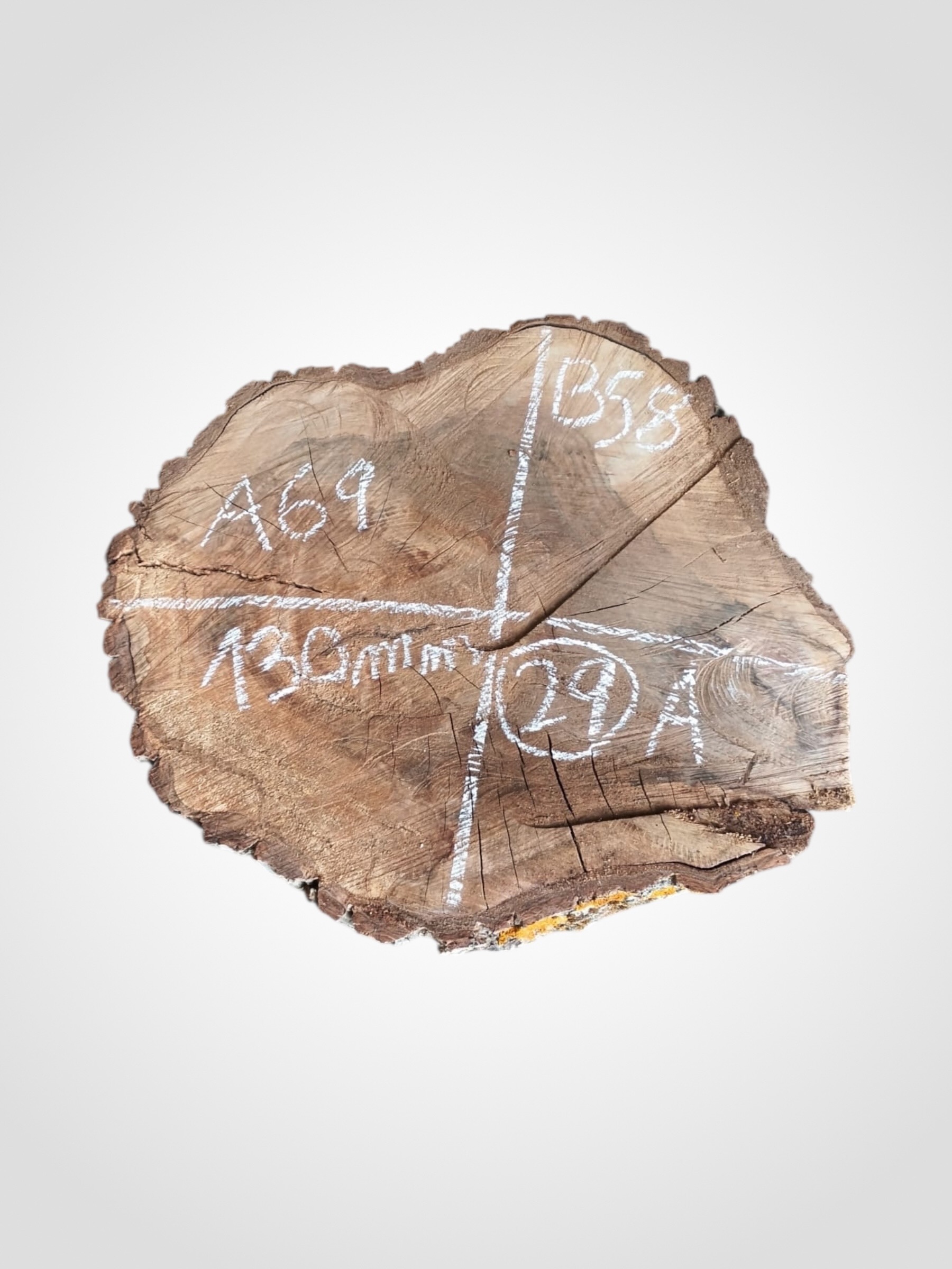 Orech-vlassky-kolac-29a Ořech vlašský koláč - 29