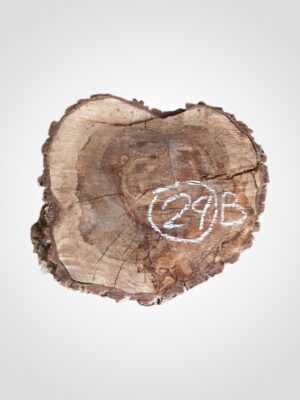 Ořech vlašský koláč - 29