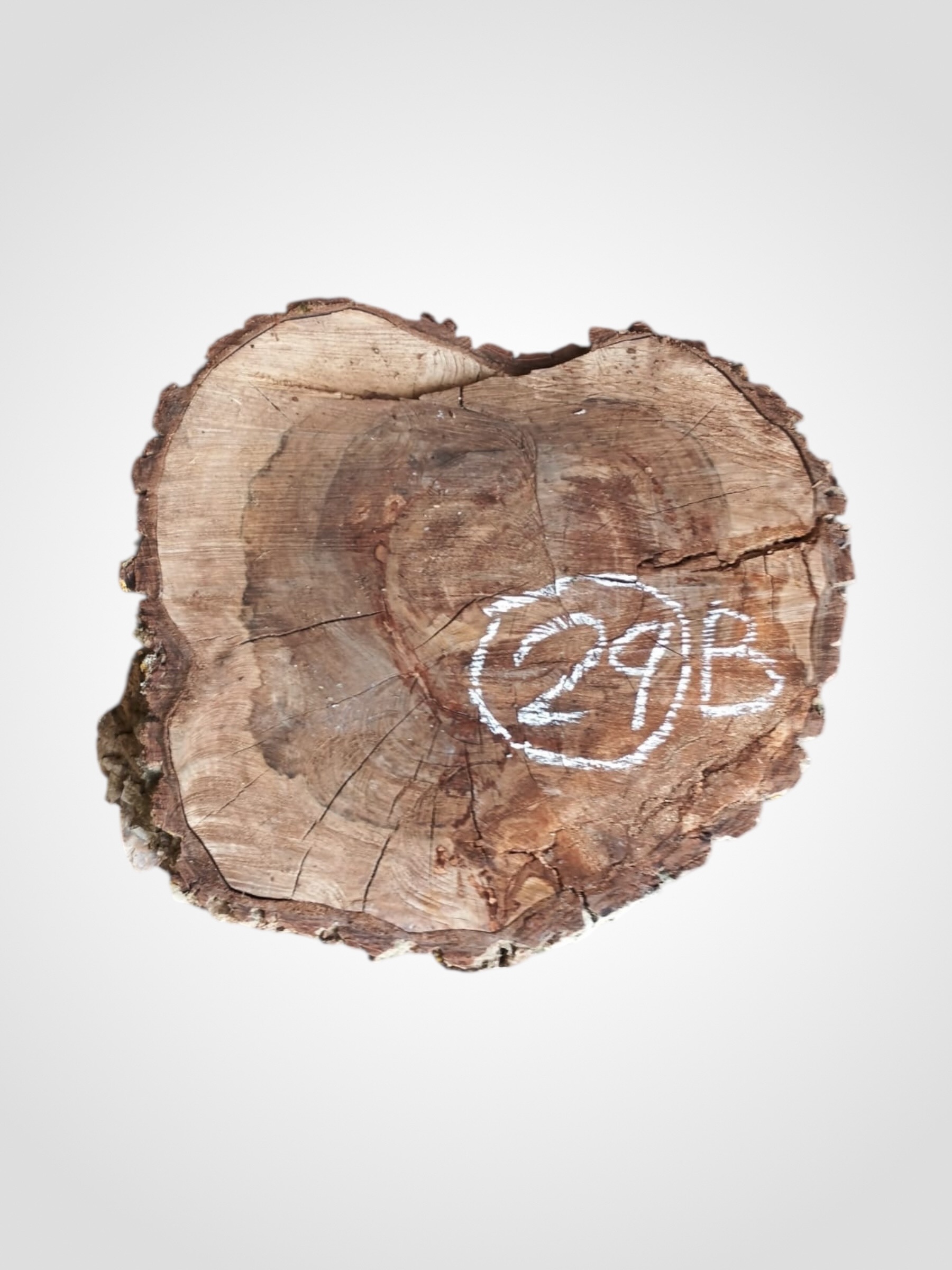 Orech-vlassky-kolac-29b Ořech vlašský koláč - 29